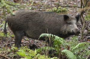 wild-boar2